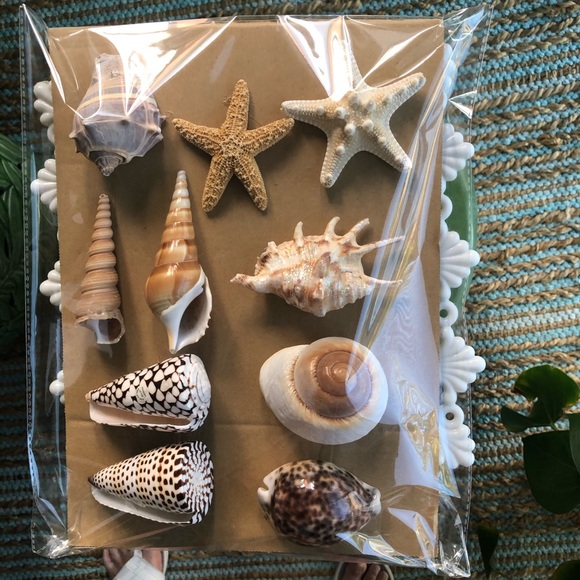 Brown & White Sea Life COLLECTOR SEASHELLS - Picture 1 of 8